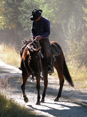 Equitation western des cow boys am&eacute;ricains (Am&eacute;rique du Nord - USA) : reining, cutting, barrel racing, pleasure, nouveaux maitres de l'&eacute;quitation naturelle...