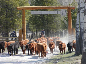 Equitation western des cow boys am&eacute;ricains (Am&eacute;rique du Nord - USA) : reining, cutting, barrel racing, pleasure, nouveaux maitres de l'&eacute;quitation naturelle...