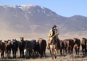L'équitation de travail, de l'équitation western des cow boys américains à la culture des gauchos argentins en passant par la doma vaquera en Andalousie - copyright Randocheval L'équitation de travail, de l'équitation western des cow boys américains à la culture des gauchos argentins en passant par la doma vaquera en Andalousie - copyright Randocheval