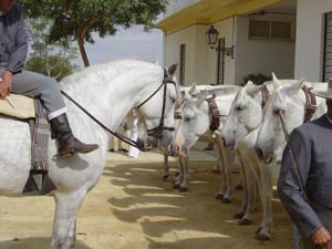 L'équitation de travail, de l'équitation western des cow boys américains à la culture des gauchos argentins en passant par la doma vaquera en Andalousie - copyright Randocheval