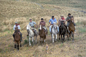 L'équitation de travail, de l'équitation western des cow boys américains à la culture des gauchos argentins en passant par la doma vaquera en Andalousie - copyright Randocheval