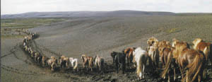 L'équitation de travail, de l'équitation western des cow boys américains à la culture des gauchos argentins en passant par la doma vaquera en Andalousie